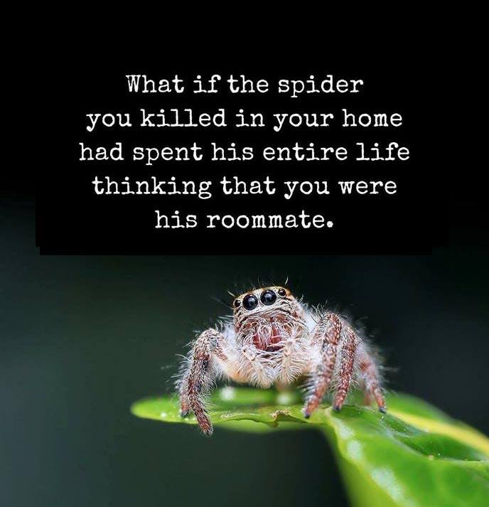 spider roommate